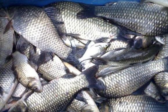 龍魚什么品種最好及排名：龍魚什么品種最好及排名，頂級龍魚品種全解析