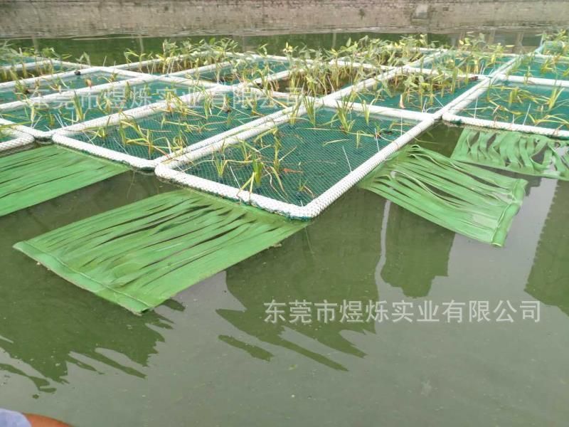 龍魚可以混養嗎有毒嗎：龍魚可以與其他魚類混養，但需要仔細選擇混養伙伴