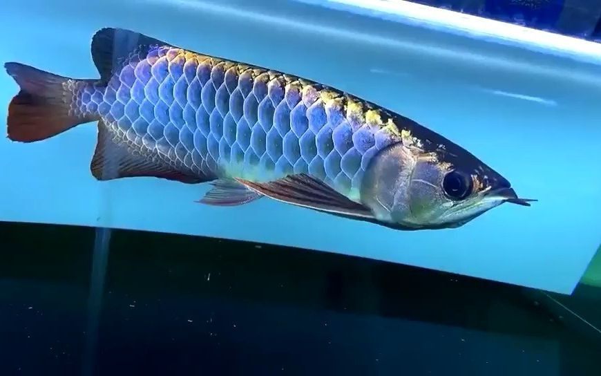 金龍魚藍底好還是金底好【金龍魚按底色可分為藍底金龍魚與金底金龍魚鱗片不易有鱗垢】