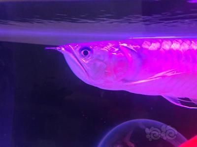 龍魚缸底游,吃食正常：龍魚缸底游是怎么回事