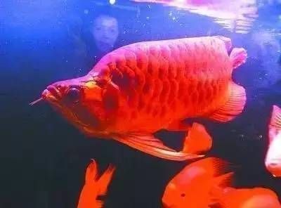 紅龍魚去哪里買（如何挑選紅龍魚）