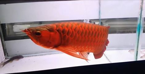 紅龍魚去哪里買（如何挑選紅龍魚）