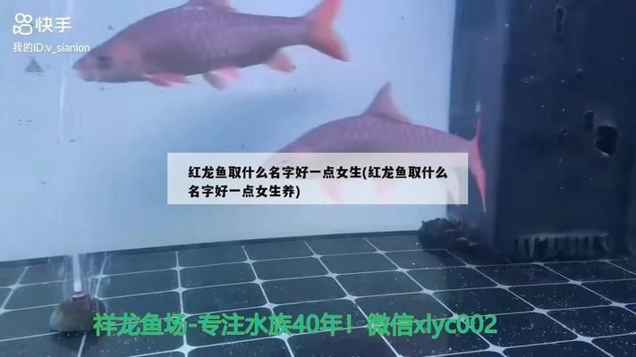 紅龍魚起名字（紅龍魚名字的文化寓意,）