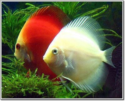 龍魚老是撞缸蓋：如何判斷龍魚是否受驚