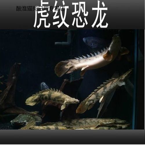 黑色龍魚價格多少錢一條圖片