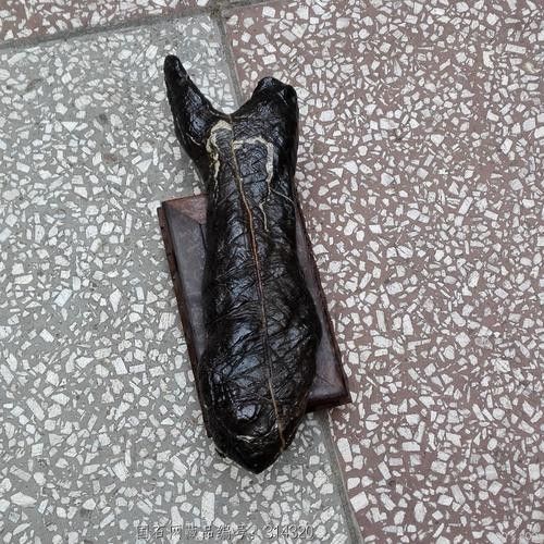 黑色龍魚價格多少錢一條圖片