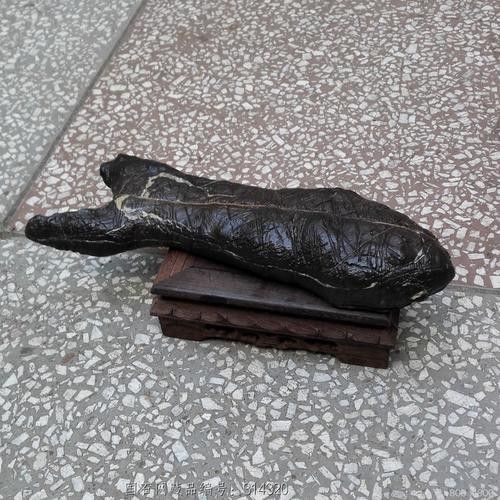 黑色龍魚價格多少錢一條圖片