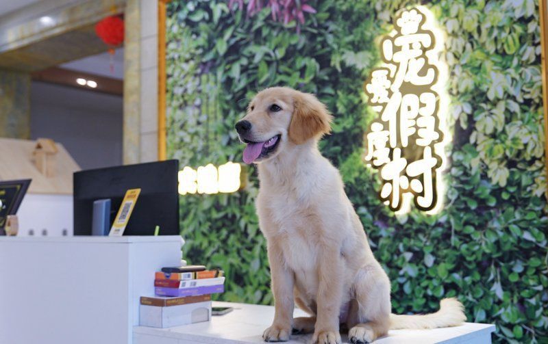 龍華寵物市場一條街