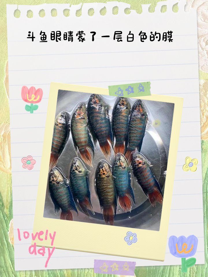 蒙眼用黃粉還是甲基藍