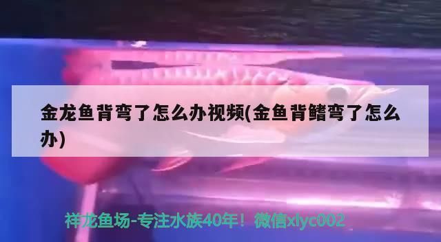 龍魚有點駝背：龍魚駝背怎么辦