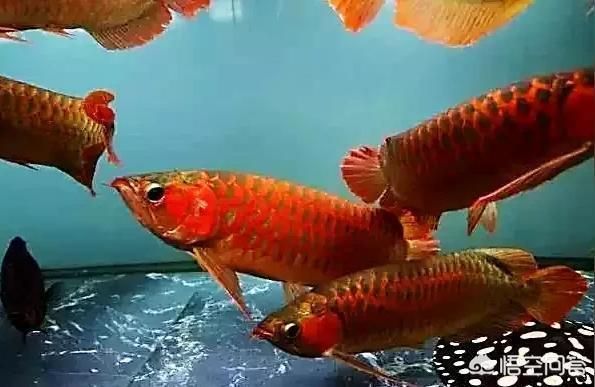龍魚有點駝背：龍魚駝背怎么辦
