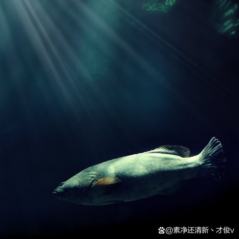 深海龍魚發光器受損后多久會再生？