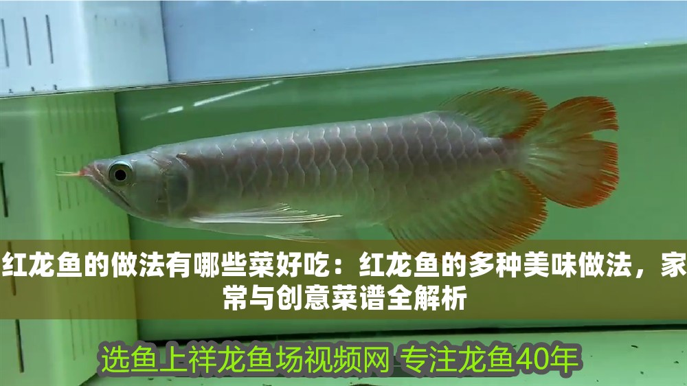 紅龍魚的做法有哪些菜好吃：紅龍魚的多種美味做法，家常與創意菜譜全解析