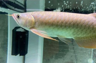 龍魚掉了好多鱗片會死嗎：龍魚掉了好多鱗片會導致死亡嗎取決于鱗片掉落的程度和程度