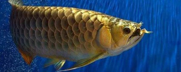 龍魚掉了好多鱗片會死嗎：龍魚掉了好多鱗片會導致死亡嗎取決于鱗片掉落的程度和程度