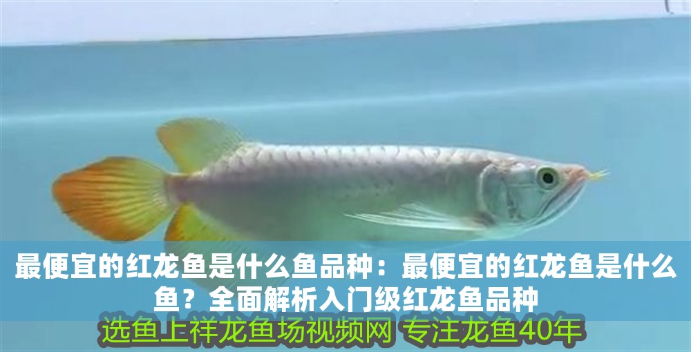 最便宜的紅龍魚是什么魚品種：最便宜的紅龍魚是什么魚？全面解析入門級紅龍魚品種