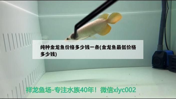 純種金龍魚價格多少錢一條（純種金龍魚價格因品種、大小、鱗片特征等因素而有很大差異）