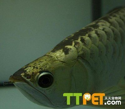 藍(lán)底過背金龍魚和紅龍魚的區(qū)別：藍(lán)底過背金龍魚與紅龍魚混養(yǎng)注意事項(xiàng)