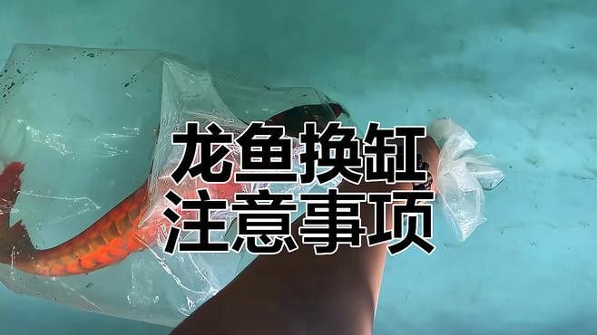 搬家金龍魚在魚缸里怎么移