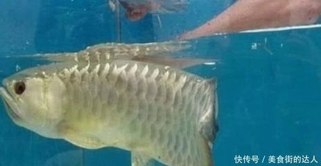 金龍魚不吃活小魚是什么原因：金龍魚不吃活小魚是什么原因呢？