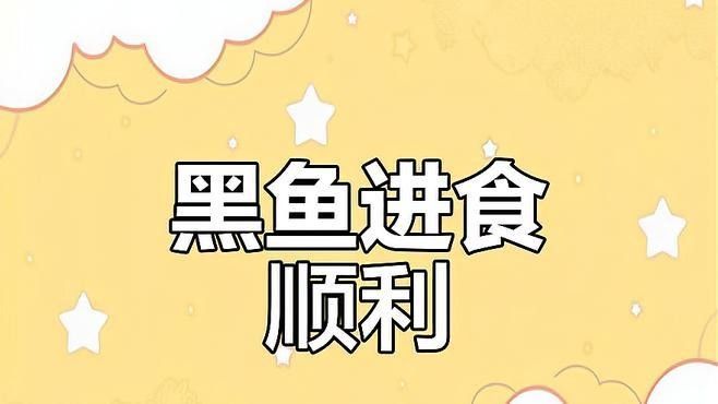 非洲黑龍魚吃食視頻