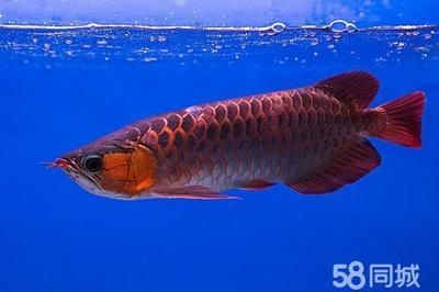 紅龍魚回收價格多少（紅龍魚價格表紅龍魚多少錢一條360問答）