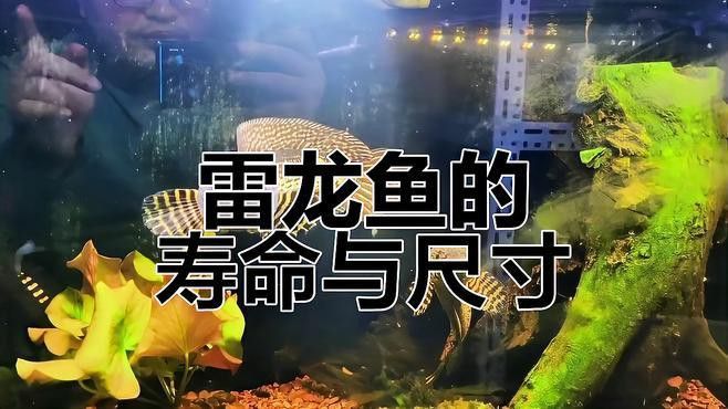 幻藍雷龍魚壽命