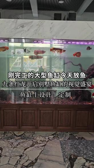 紅龍魚缸的最佳尺寸圖片大全