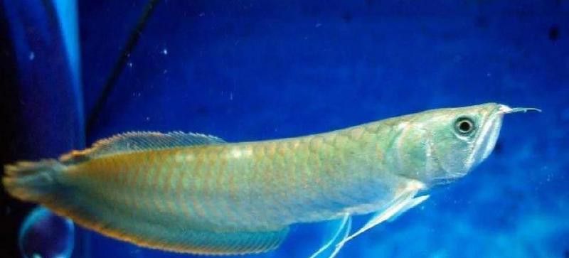 銀龍魚兩年能長多大