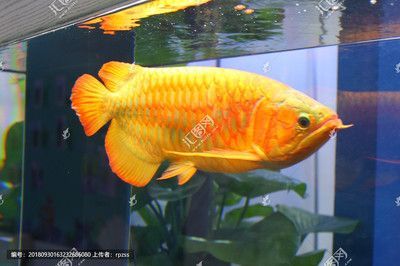 金龍魚圖畫大全大圖高清無水印（關(guān)于金龍魚圖畫大全大圖高清無水印的具體信息）