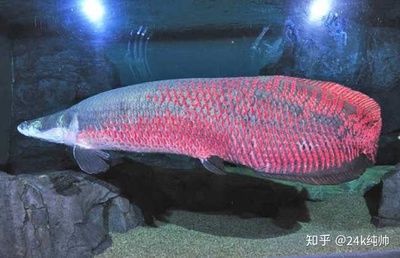 龍魚與巨骨舌魚有關系嗎：巨骨舌魚與巨骨舌魚有關系嗎龍魚與巨骨舌魚有關系嗎