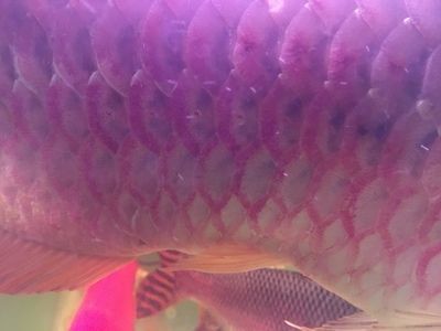 銀龍魚苗抗病毒藥物副作用：銀龍魚苗使用抗病毒藥物的具體副作用