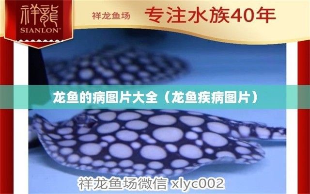 龍魚各種病圖解:關于龍魚各種病圖解詳情 龍魚百科 第1張 龍魚各種病圖解:關于龍魚各種病圖解詳情 龍魚各種病圖解:關于龍魚各種病圖解詳情 龍魚百科 第1張