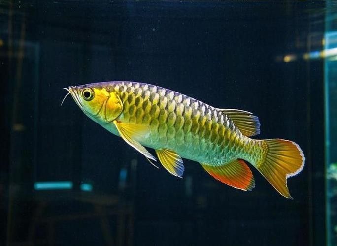 龍魚的高背和過背怎么區分呢圖解