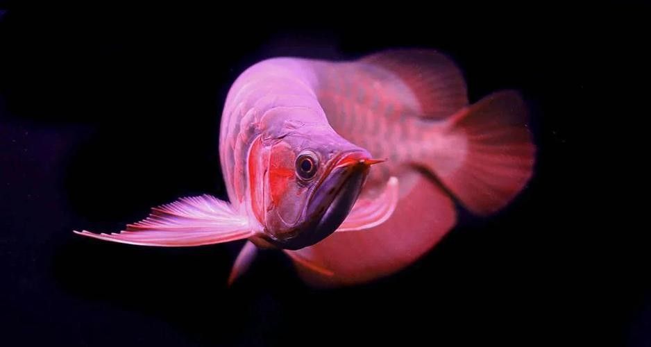 龍魚的高背和過背怎么區分呢圖解