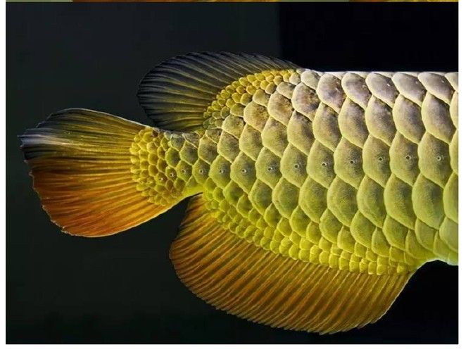 龍魚的高背和過背怎么區分呢圖解