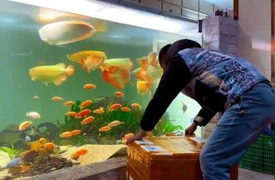 家養龍魚能繁殖嗎（家養龍魚能否繁殖）