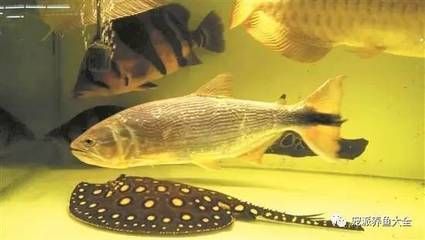 黃金河虎和龍魚誰厲害：黃金河虎和龍魚哪個更厲害？