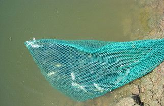 大龍魚能吃嗎怎么養(yǎng)