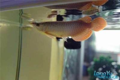 紅龍魚45公分之前怎么用燈：紅龍魚45公分之前用燈需要注意什么？