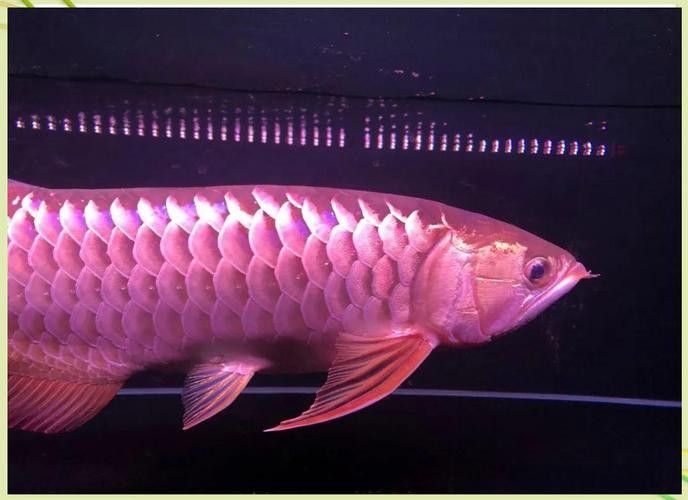 銀龍魚眼睛外面有白膜圖片