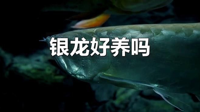銀龍魚眼睛外面有白膜圖片