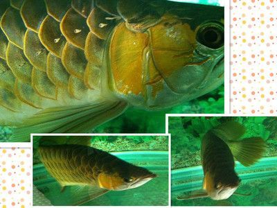 龍魚長(zhǎng)到45需要多少時(shí)間：龍魚從孵化到長(zhǎng)到45厘米大約需要18個(gè)月