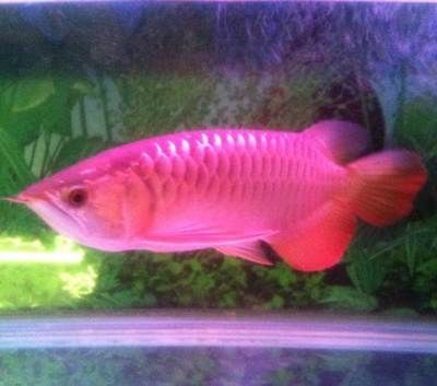 龍魚長到45需要多少時間：龍魚從孵化到長到45厘米大約需要18個月