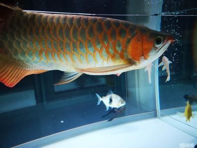 龍魚可以賣嗎現(xiàn)在：龍魚市場(chǎng)價(jià)格波動(dòng)原因