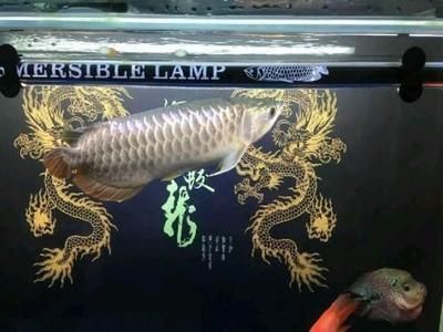 龍魚可以賣嗎現(xiàn)在：龍魚市場價格波動原因