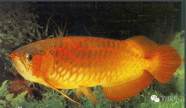紅龍魚的最佳繁殖年齡是多少？