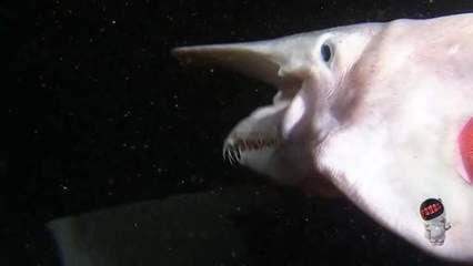 為什么龍魚關燈就游走了：龍魚為什么關燈就游走了