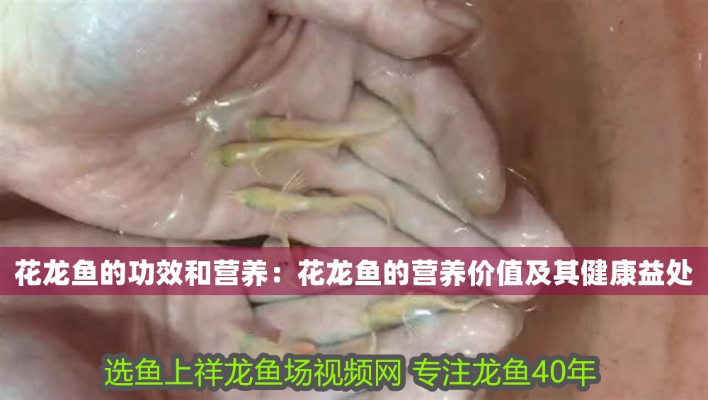 花龍魚的功效和營養：花龍魚的營養價值及其健康益處