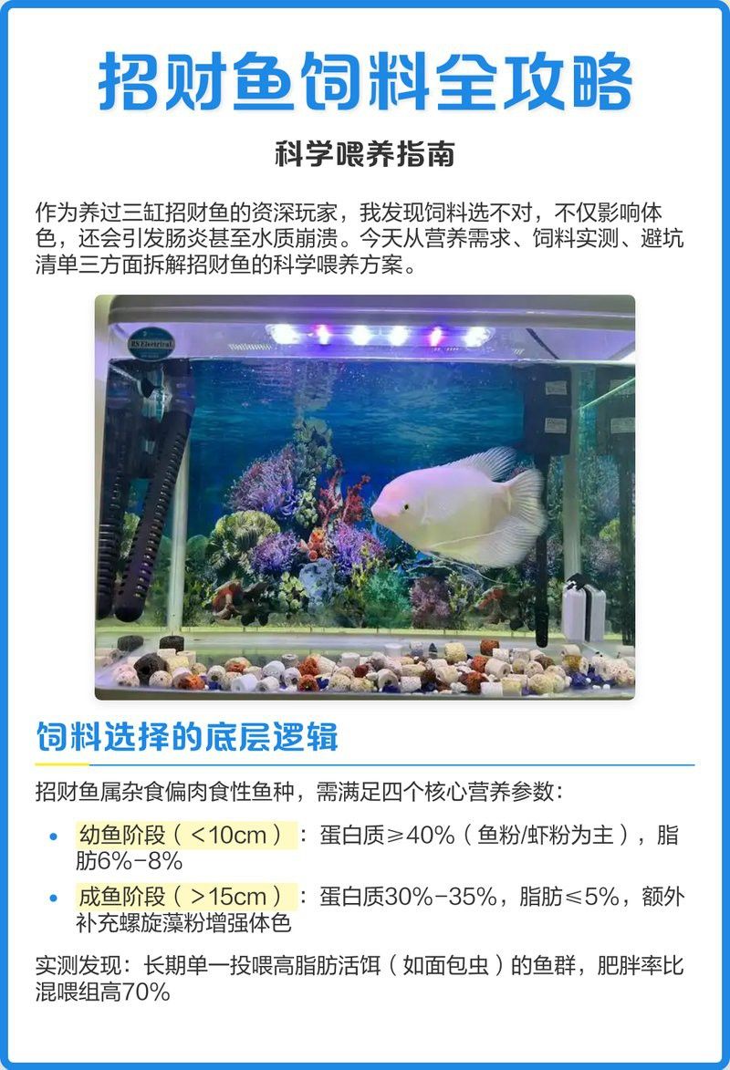 如何自制白子招財龍飼料？